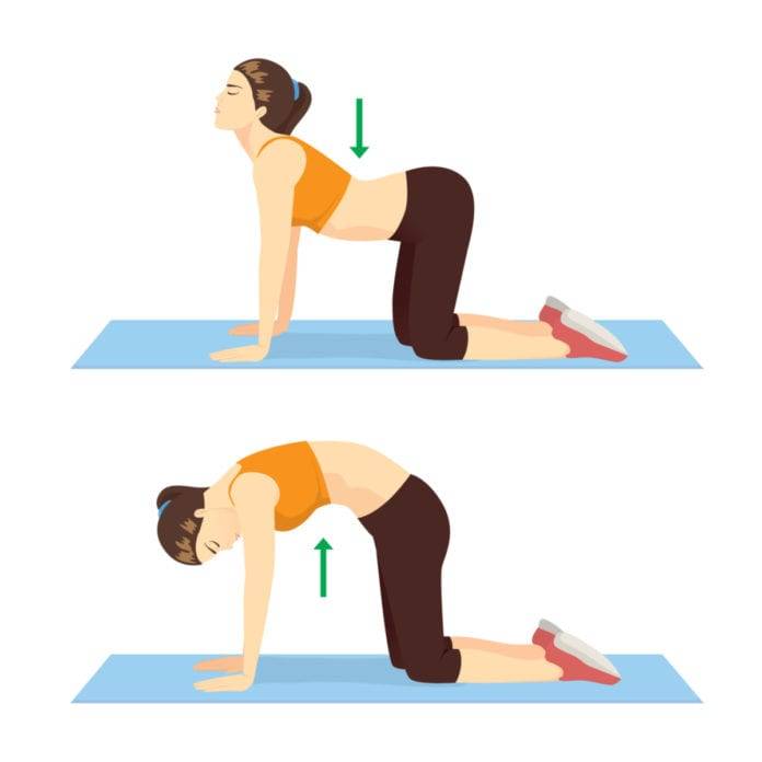 حرکت گربه و گاو