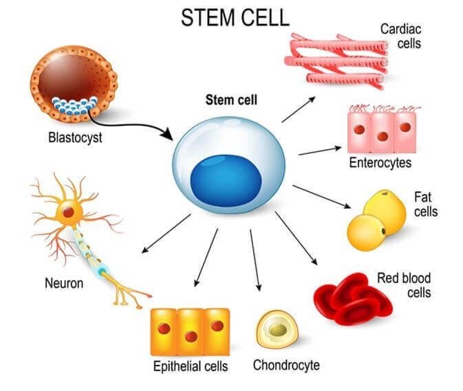 انواع سلول بنیادی