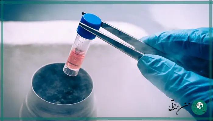 روش استخراج سلول بنیادی جنینی